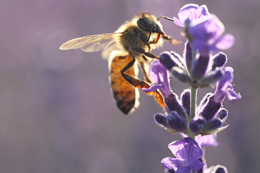 Bienenfoto Lavendel